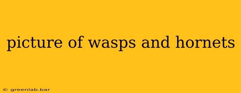 picture of wasps and hornets