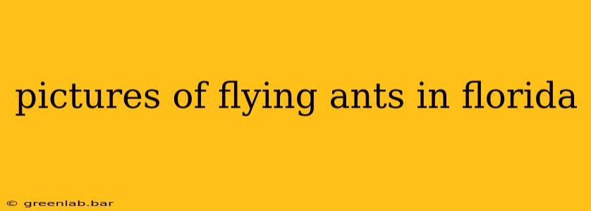 pictures of flying ants in florida