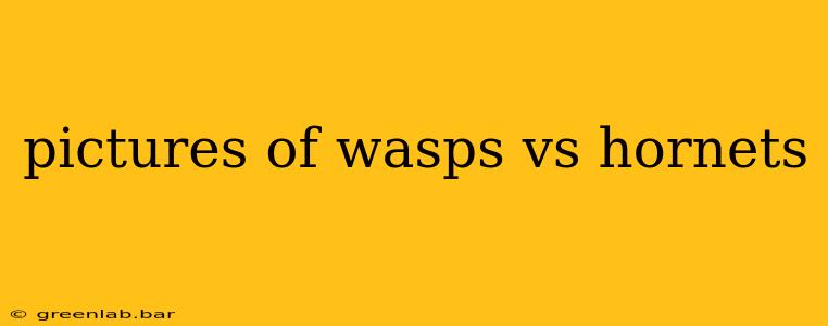 pictures of wasps vs hornets