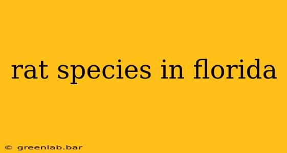 rat species in florida