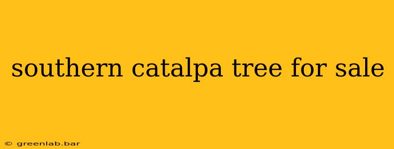 southern catalpa tree for sale