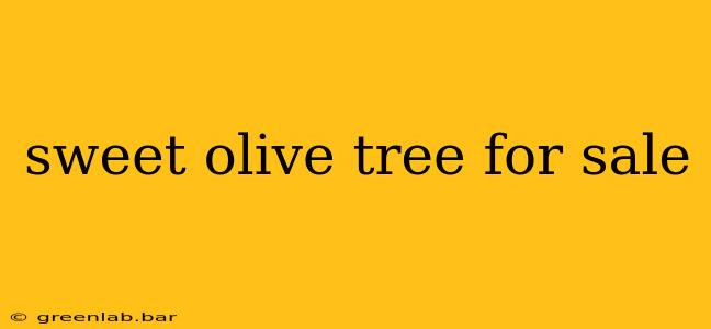 sweet olive tree for sale