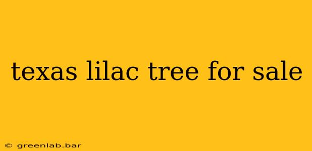 texas lilac tree for sale