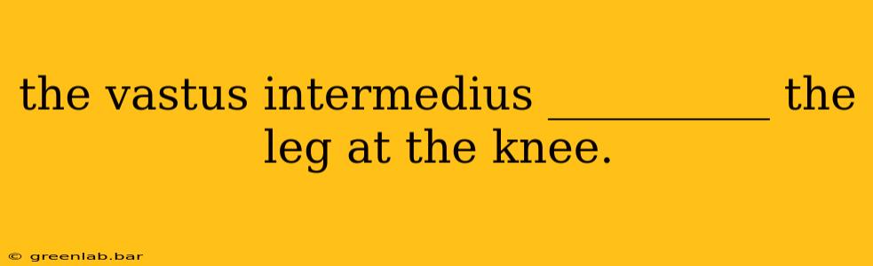 the vastus intermedius __________ the leg at the knee.