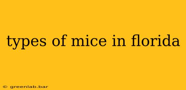 types of mice in florida