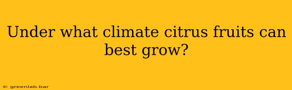 Under what climate citrus fruits can best grow?