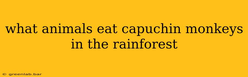 what animals eat capuchin monkeys in the rainforest