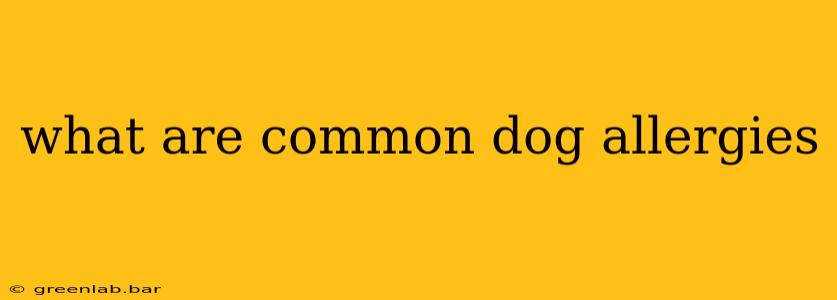 what are common dog allergies