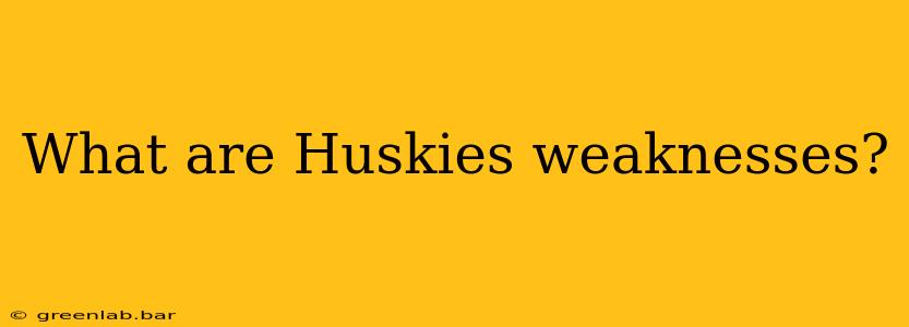 What are Huskies weaknesses?