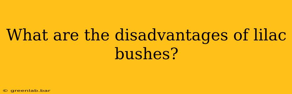 What are the disadvantages of lilac bushes?