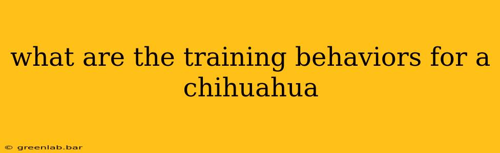 what are the training behaviors for a chihuahua