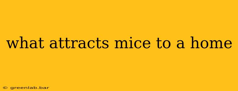 what attracts mice to a home