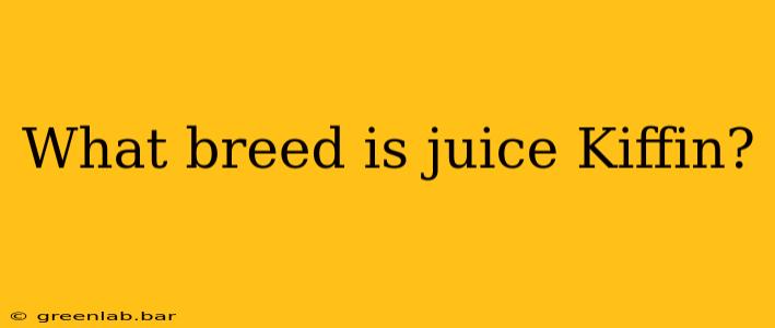 What breed is juice Kiffin?