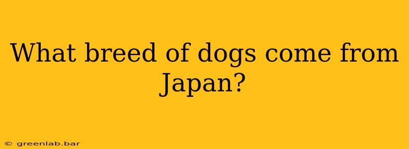 What breed of dogs come from Japan?