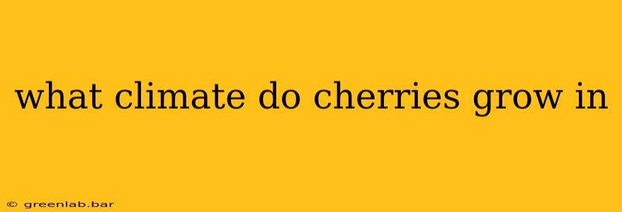 what climate do cherries grow in