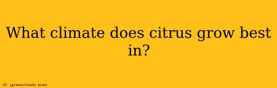 What climate does citrus grow best in?