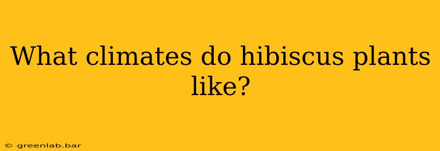 What climates do hibiscus plants like?