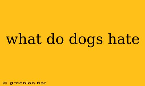 what do dogs hate