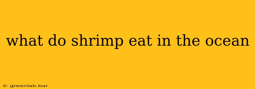 what do shrimp eat in the ocean