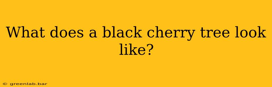 What does a black cherry tree look like?