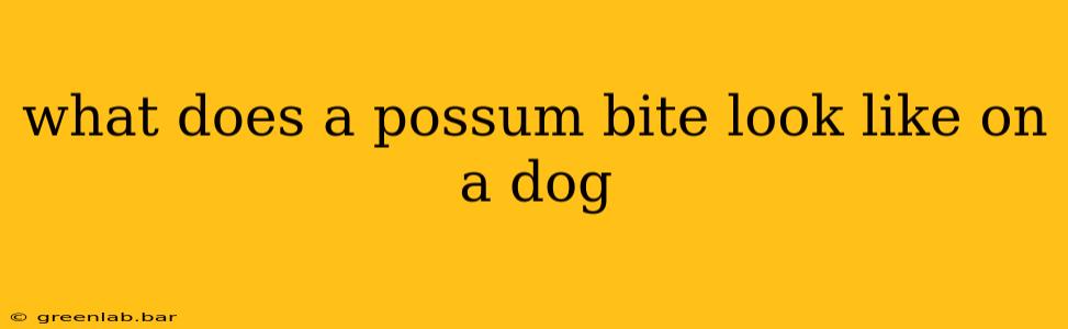 what does a possum bite look like on a dog