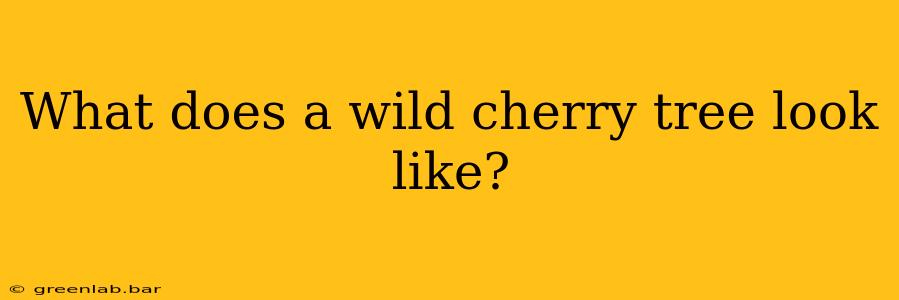 What does a wild cherry tree look like?