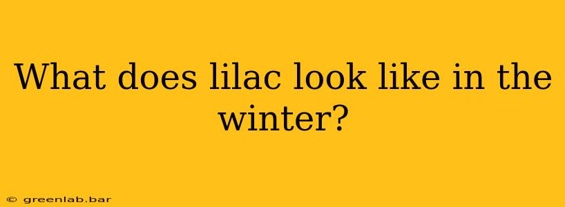 What does lilac look like in the winter?