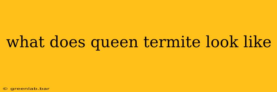 what does queen termite look like