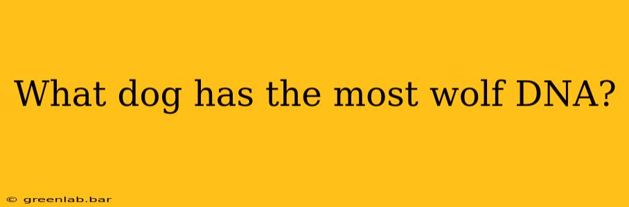 What dog has the most wolf DNA?