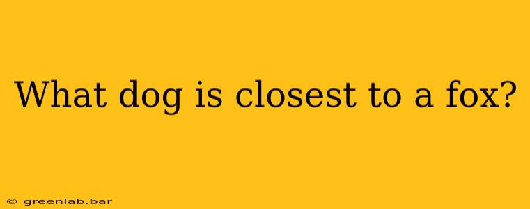 What dog is closest to a fox?