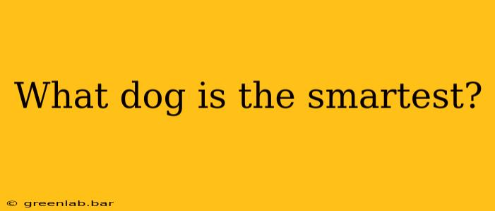 What dog is the smartest?