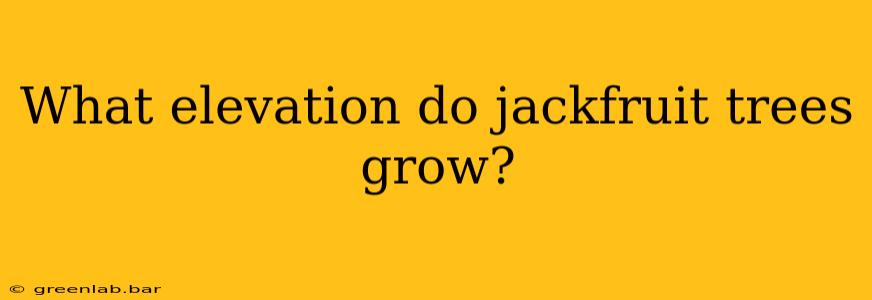 What elevation do jackfruit trees grow?