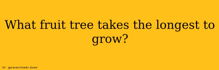 What fruit tree takes the longest to grow?