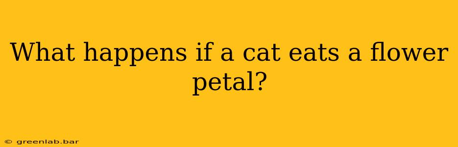 What happens if a cat eats a flower petal?