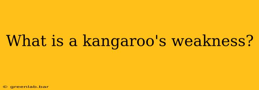 What is a kangaroo's weakness?