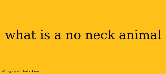 what is a no neck animal