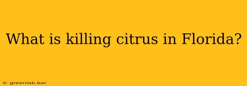 What is killing citrus in Florida?