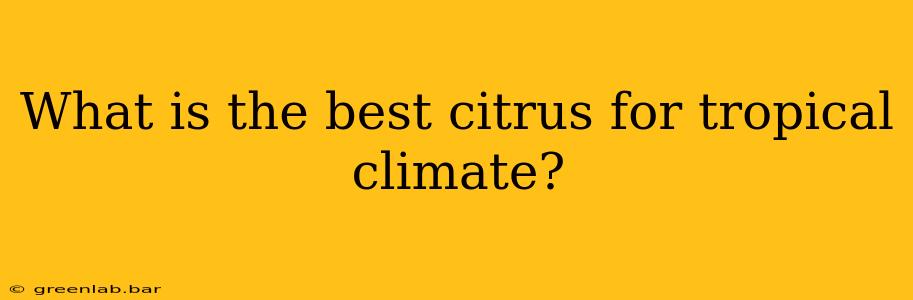 What is the best citrus for tropical climate?