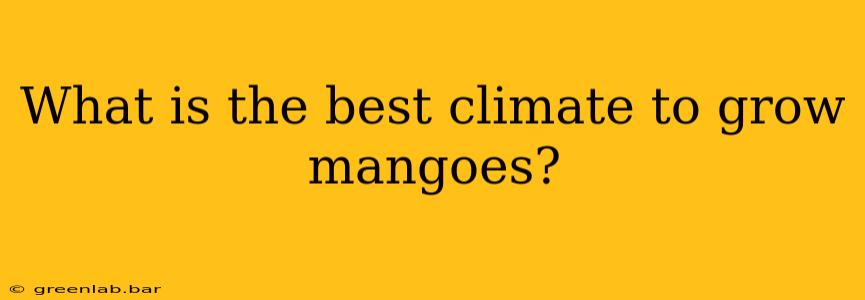 What is the best climate to grow mangoes?