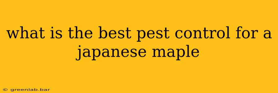 what is the best pest control for a japanese maple