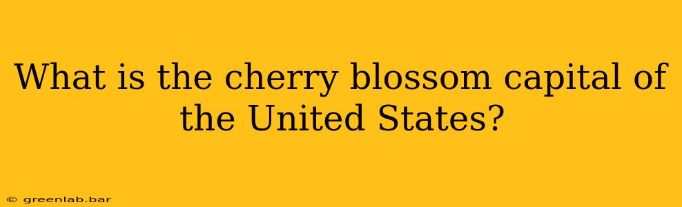 What is the cherry blossom capital of the United States?