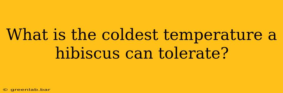 What is the coldest temperature a hibiscus can tolerate?