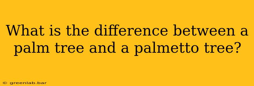 What is the difference between a palm tree and a palmetto tree?