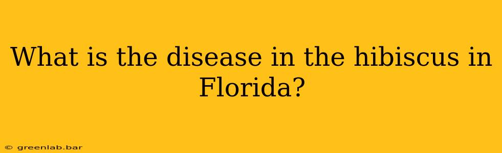 What is the disease in the hibiscus in Florida?