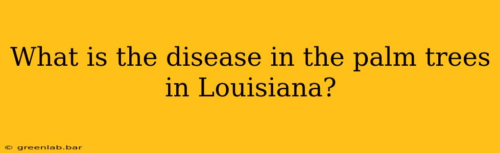 What is the disease in the palm trees in Louisiana?