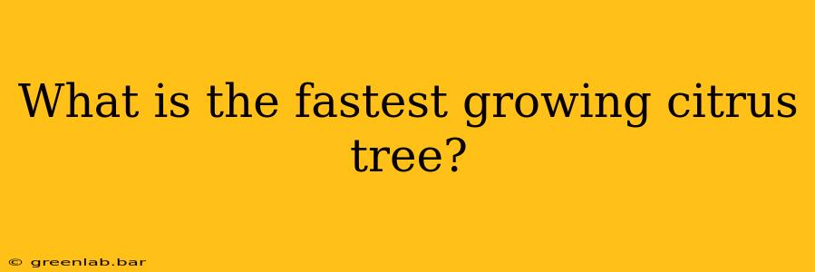 What is the fastest growing citrus tree?