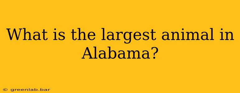 What is the largest animal in Alabama?