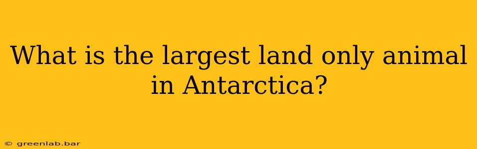 What is the largest land only animal in Antarctica?