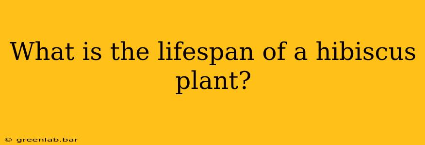 What is the lifespan of a hibiscus plant?