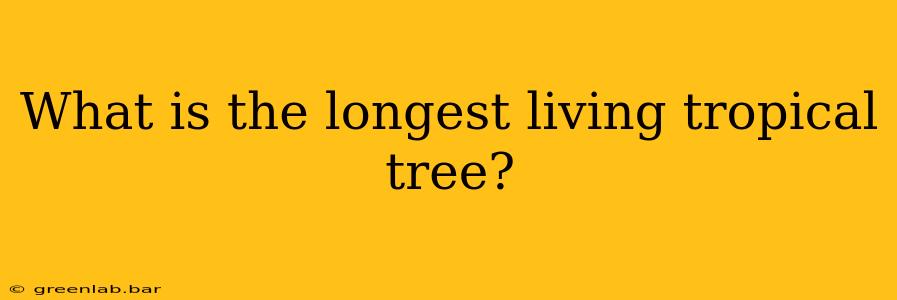 What is the longest living tropical tree?